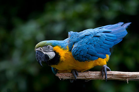 Colour me Blue  Anodorhynchus hyacinthinus,Ara ararauna,Blue-and-Yellow Macaw,Geotagged,Hyacinth Macaw,Singapore