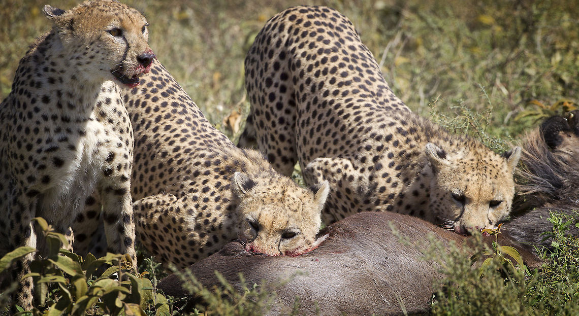 Breakfast Bar  Acinonyx jubatus,Cheetah,Geotagged