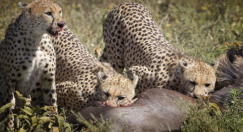 Breakfast Bar  Acinonyx jubatus,Cheetah,Geotagged