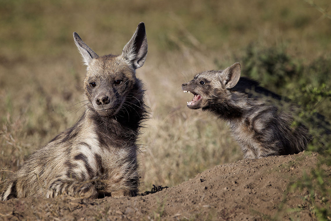 Hey MOM listen to me We were so lucky to see this mother Striped Hyena and her baby playing in the morning light. Rare compared to the Spotted hyena - the mother raises her baby alone.   Geotagged,Hyaena hyaena,Striped hyenas,Tanzania