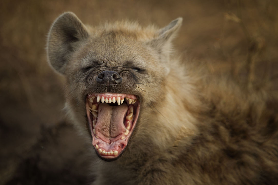 What's Funny?  Crocuta crocuta,Geotagged,Spotted Hyena