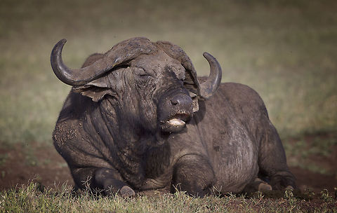Old Man Buffalo  African buffalo,Geotagged,Syncerus caffer,Tanzania