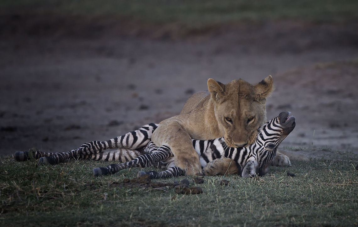 Circle of Life  Geotagged,Lion,Panthera leo,Tanzania