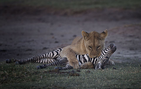 Circle of Life  Geotagged,Lion,Panthera leo,Tanzania
