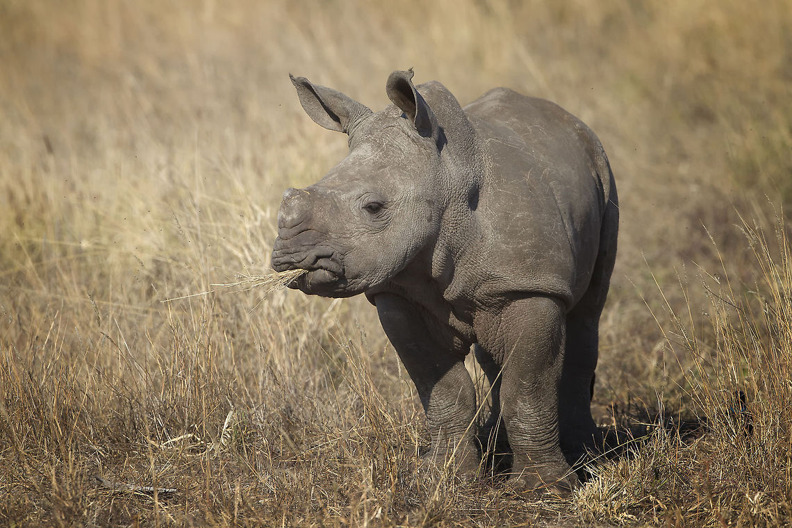 My first grass  This was taken in 2011 in the Kruger National Park. Sadly there has been significant poaching activity as demand in Asia grows. When I look at these amazing animals - i can&#039;t understand the greed and stupidity of those buying poached products.  Ceratotherium simum,White rhinoceros