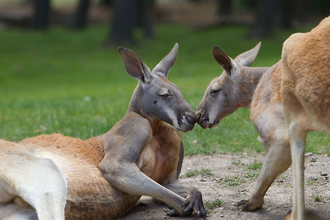 The Kiss Bouncing on love. Australia,Geotagged,Macropus rufus,Red kangaroo