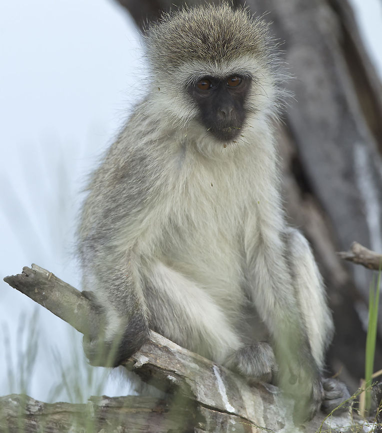 Little Monkey Face  Chlorocebus pygerythrus,Geotagged,Tanzania,Vervet monkey