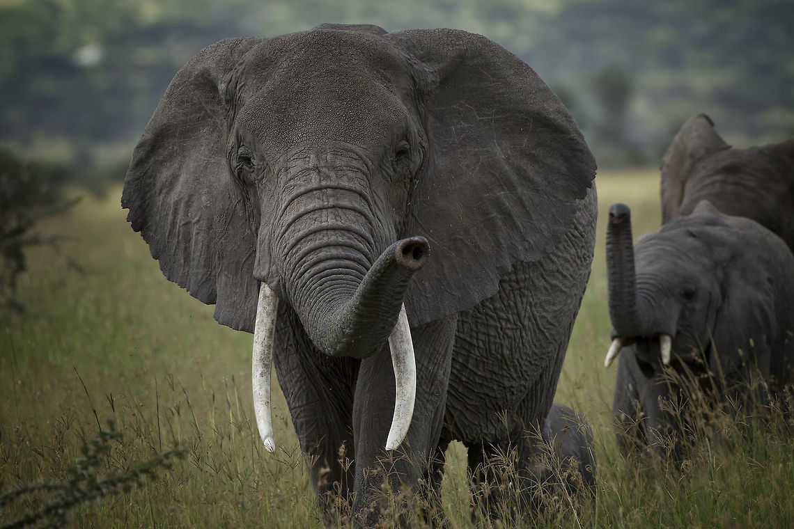 Leadership  African Bush Elephant,Geotagged,Loxodonta africana,Tanzania