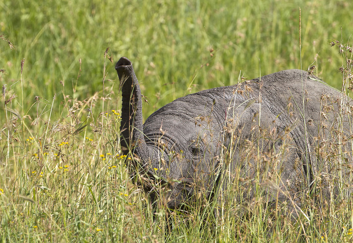 Up Periscope!  African bush elephant,Loxodonta africana