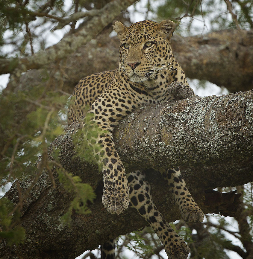 Alert  Geotagged,Leopard,Panthera pardus,Tanzania