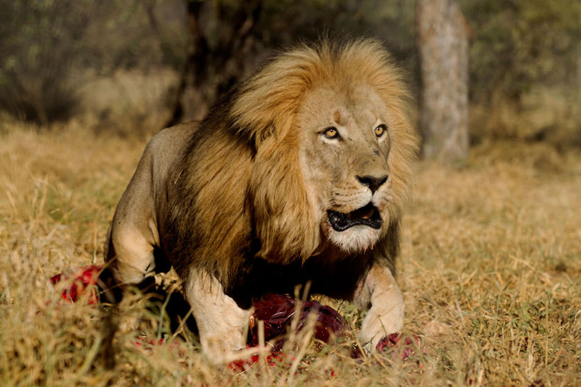 Mine  Lion,Panthera leo