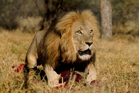 Mine  Lion,Panthera leo