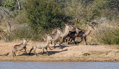 Waterbuck Family  Geotagged,Kobus ellipsiprymnus,South Africa,Waterbuck