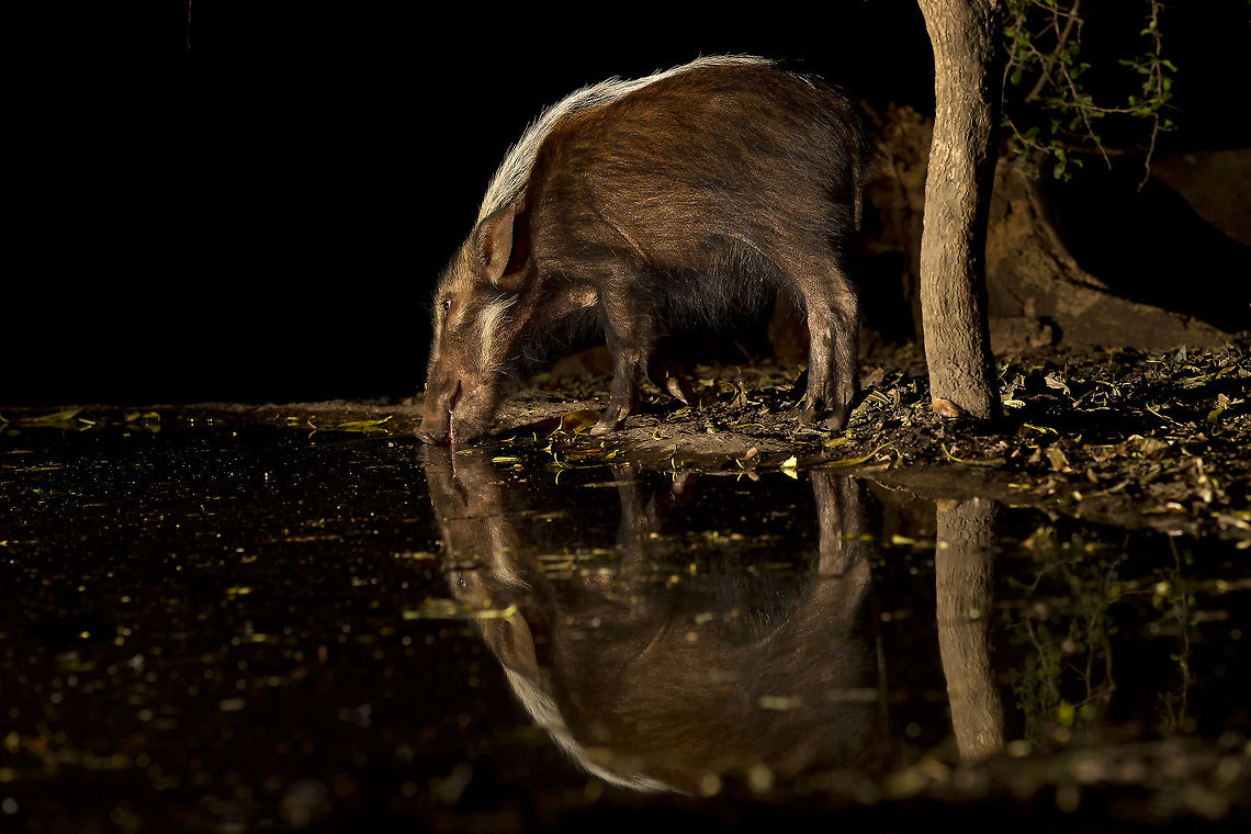 Reflections Usually only seen at night - I used two flashes and remotes at a water hole while sitting in a hide.  Bushpig,Geotagged,Potamochoerus larvatus