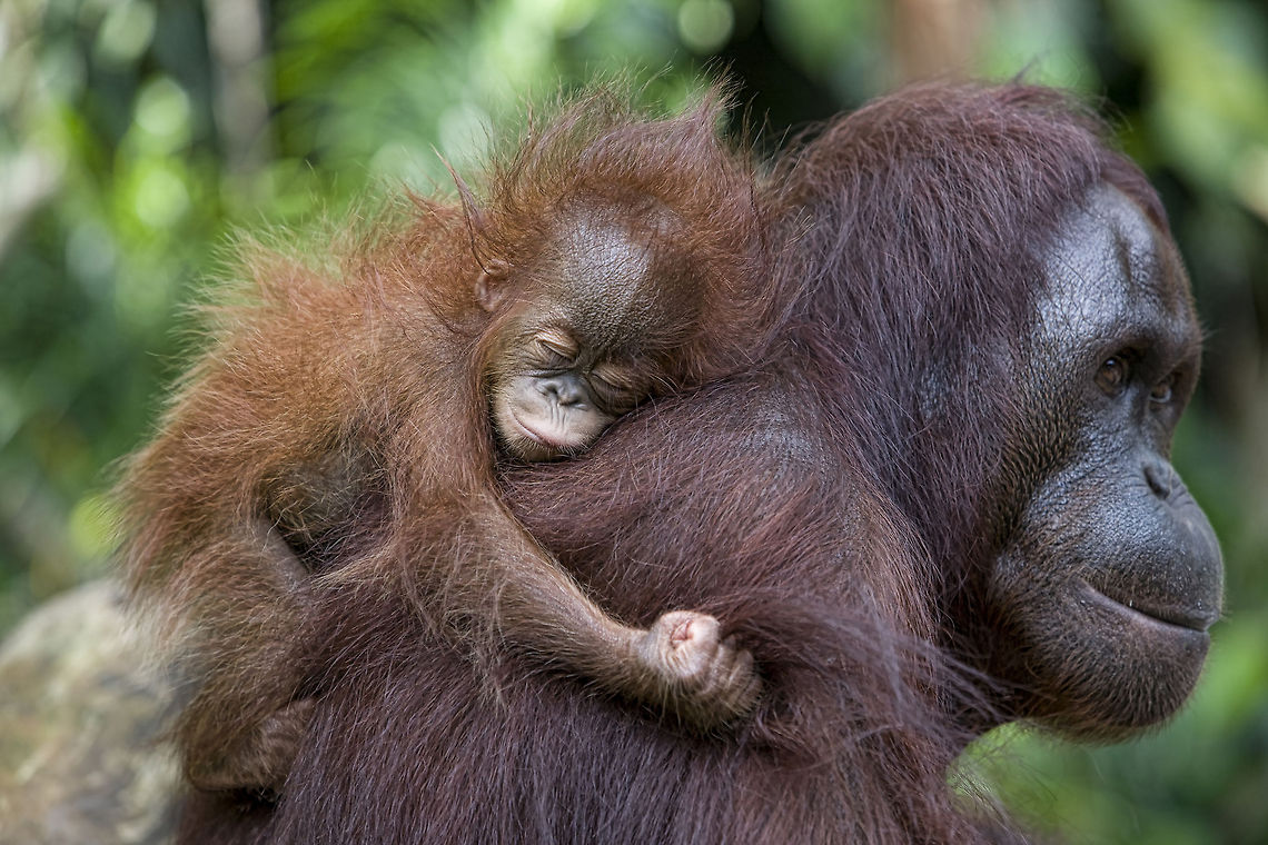Hanging On   Bornean orangutan,Pongo pygmaeus