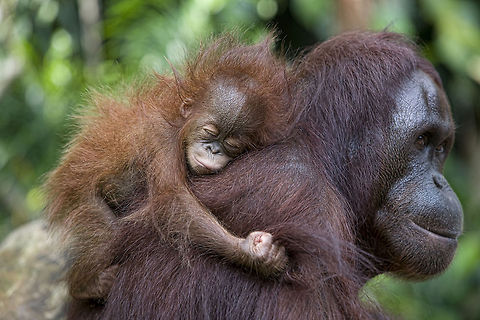 Hanging On   Bornean orangutan,Pongo pygmaeus