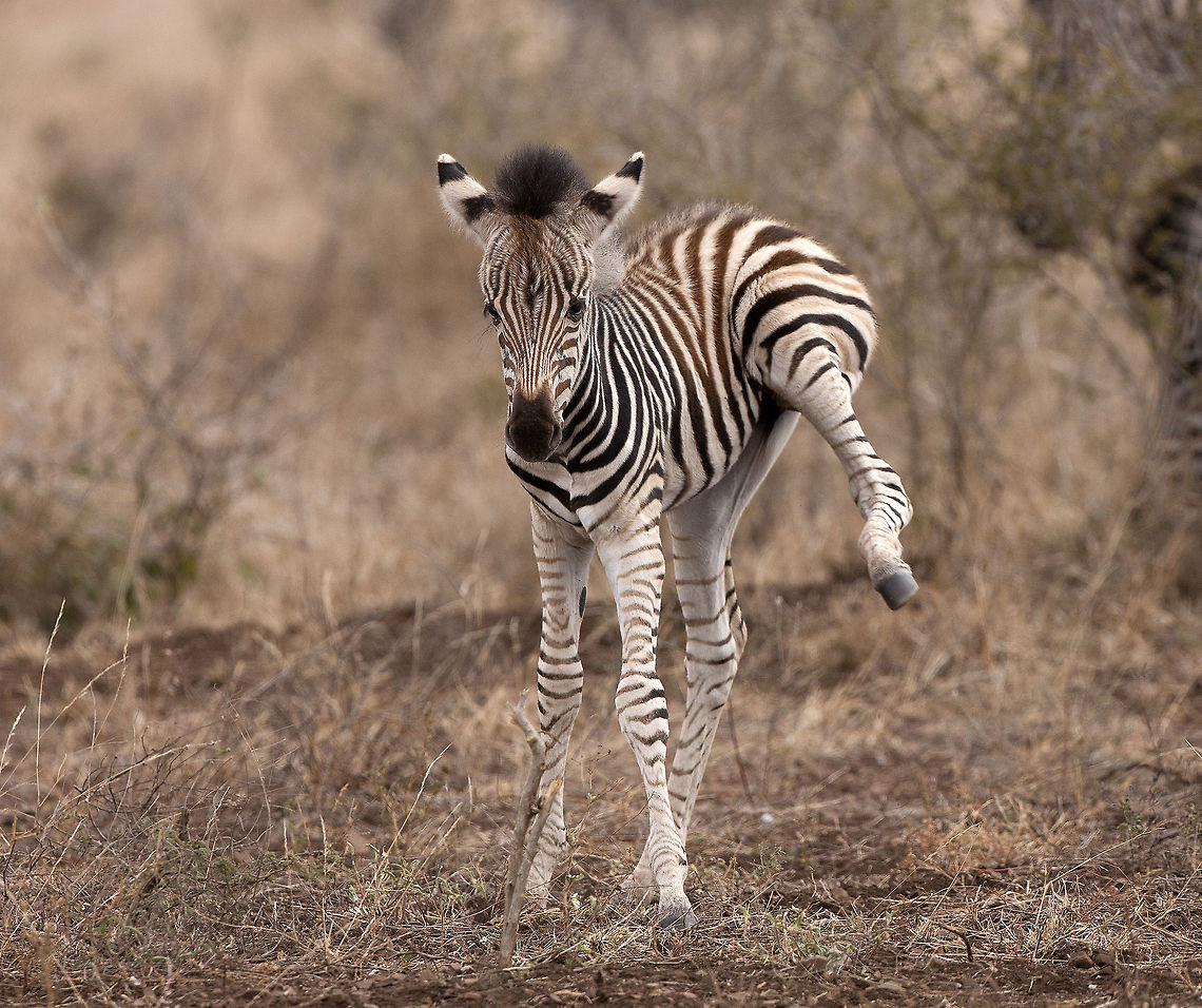 Dam Fly   Equus quagga,Geotagged,Plains Zebra,South Africa