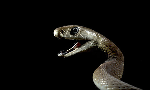 Black mamba