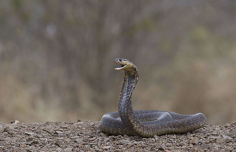 Cobra   Egyptian cobra,Naja haje