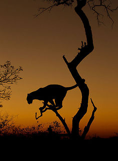 On the Prowl   Leopard,Panthera pardus