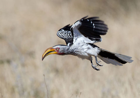 Southern Yellow Billed Hornbill  Geotagged,South Africa,Southern Yellow-billed Hornbill,Tockus leucomelas