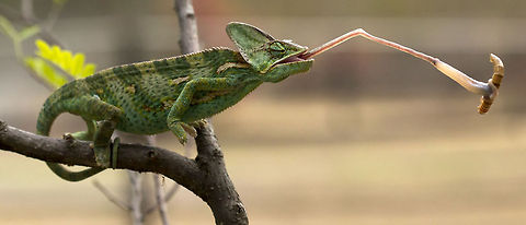 Gotcha  I am not sure which Chameleon this actually is ... Chamaeleo chamaeleon,Common Chameleon