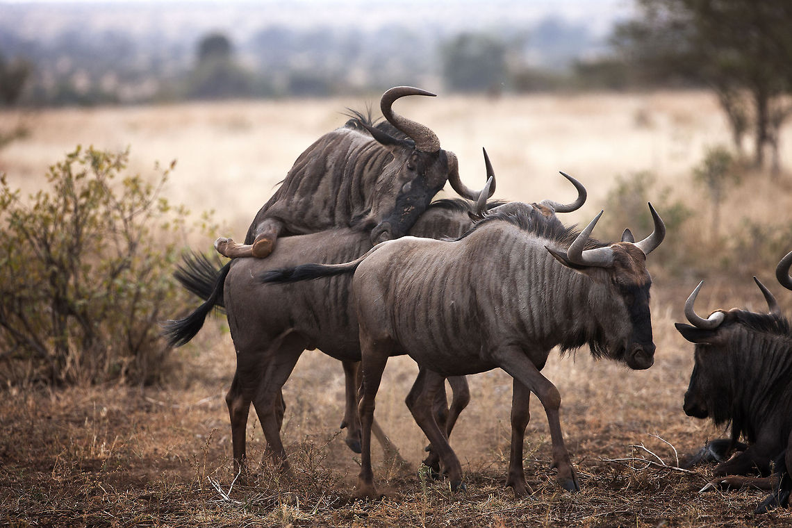 The next generation  I&#039;m feeling blue &#039;cause my back is being burdened by you. Blue Wildebeest,Connochaetes taurinus