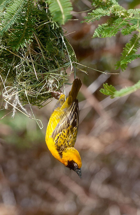 Golden Weaver  Lesser Masked Weaver,Oriolus larvatus,Ploceus intermedius