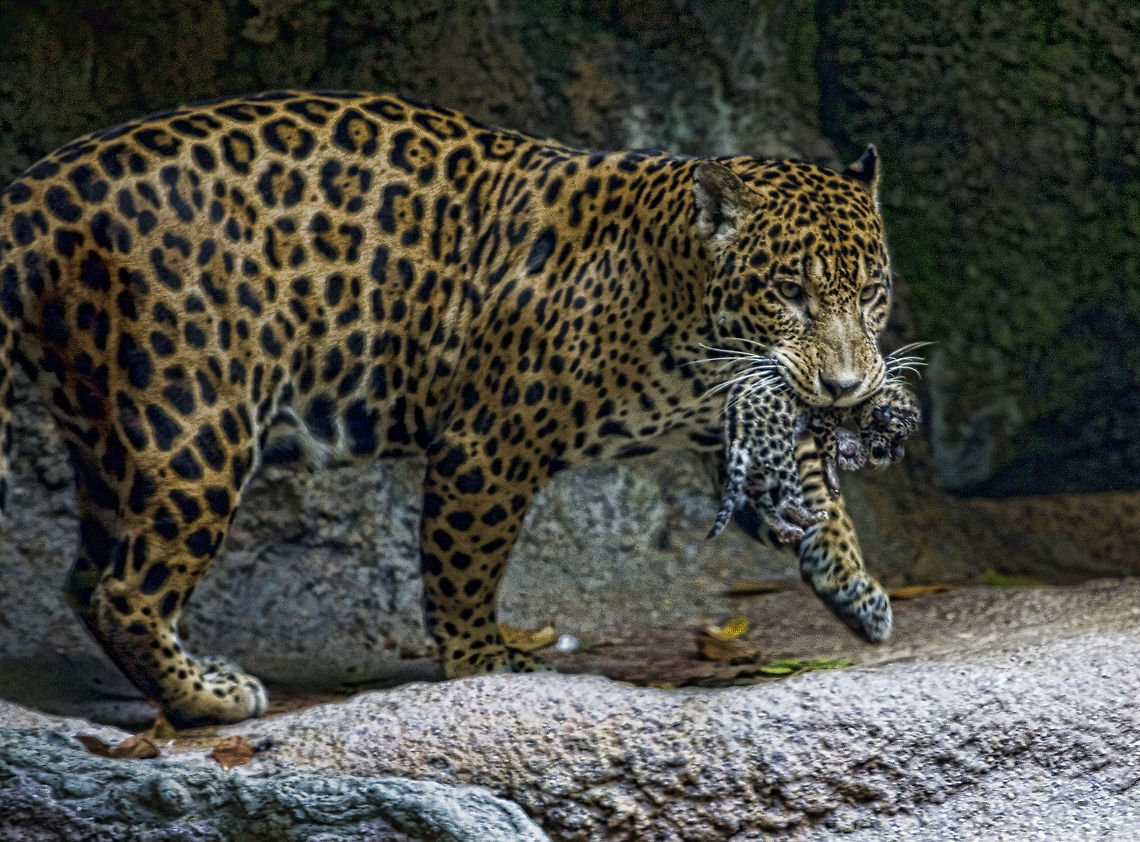 Surprise I have a baby! Angel is a 10 year old Jaguar at Singapore Zoo - the keepers thought she was too old to get pregnant - I was so lucky be there when they let her out in the morning and they were shocked when she walked out with a cub.  Jaguar,Panthera onca