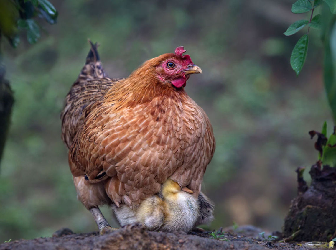 Confusion This chook in the highlands of Vietnam had clearly sat on the wrong eggs! She certainly didnt like her little baby playing in the puddles  Chicken,Domestic Chicken,Gallus gallus,Gallus gallus var. domesticus