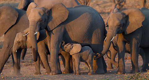 The newest addition   African bush elephant,Geotagged,Loxodonta africana