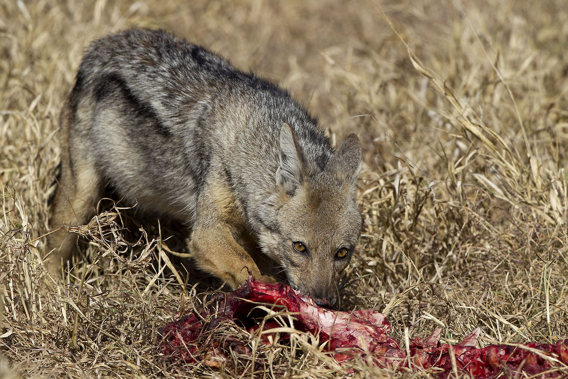 Hungry Jacks  Canis adustus,Geotagged,Side-striped jackal,South Africa