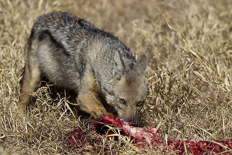 Hungry Jacks  Canis adustus,Geotagged,Side-striped jackal,South Africa