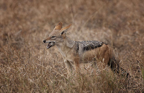 Mouse roll lunch  Black-backed jackal,Canis adustus,Canis mesomelas,Side-striped jackal