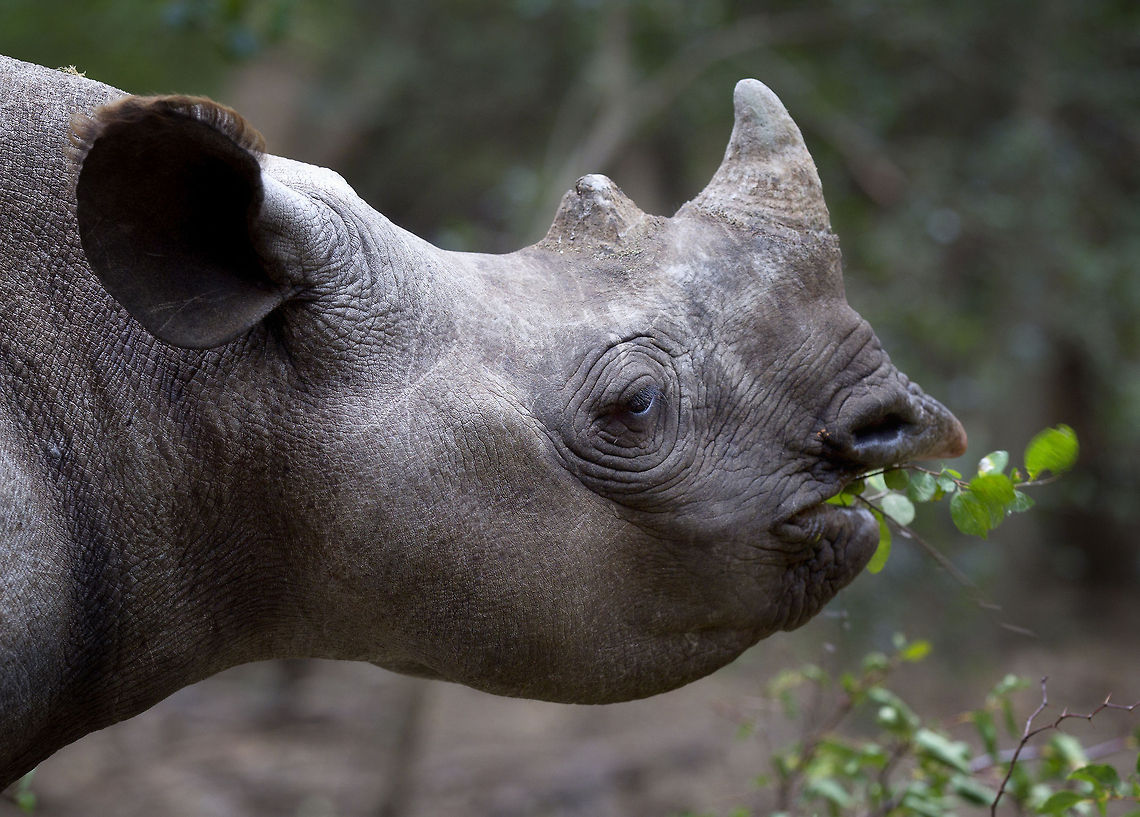 Black Baby This Black Rhino baby was in a sanctuary. Her mother had abandoned her in a mud hole.While rangers don&#039;t usually interfere but this is such a rare breed now.  Black rhinoceros,Diceros bicornis,Geotagged,Hook-lipped rhinoceros,South Africa