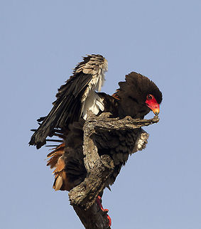 Red Beak   Bateleur,Birds,Terathopius ecaudatus
