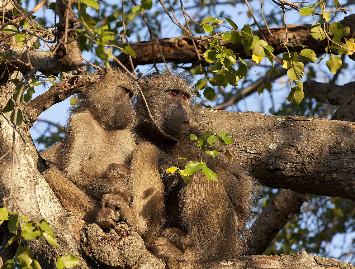 Perched   Chacma baboon,Papio ursinus