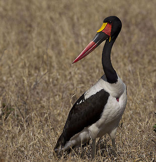 Resting  Birds,Ephippiorhynchus senegalensis,Saddle-billed Stork