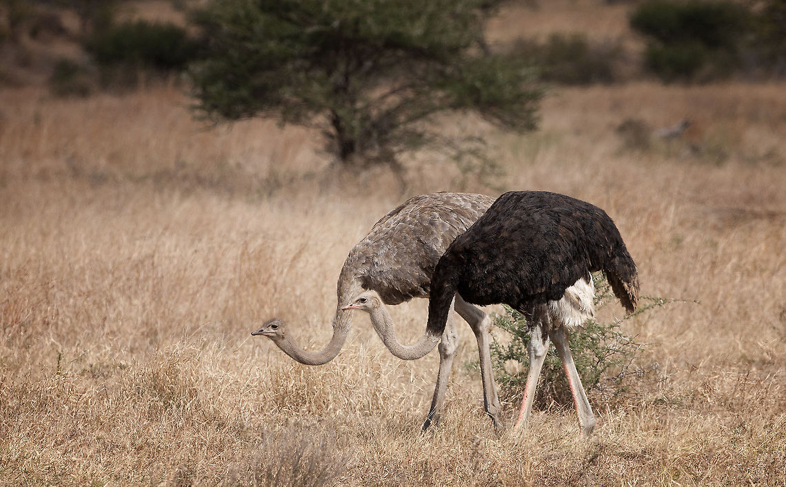 Mr and Mrs  Geotagged,Ostrich,South Africa,Struthio camelus