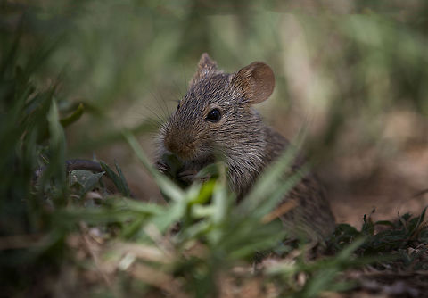 African Bush Mouse Its not just big animals you see on safari in Africa ....... Acomys cahirinus,Cairo Spiny Mouse,Mus musculus,house mouse