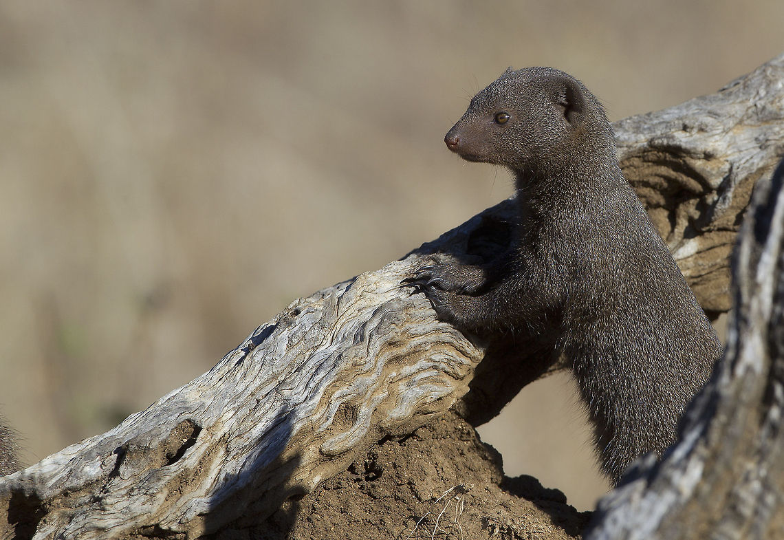 Mongoose Watch   Common Dwarf Mongoose,Helogale parvula