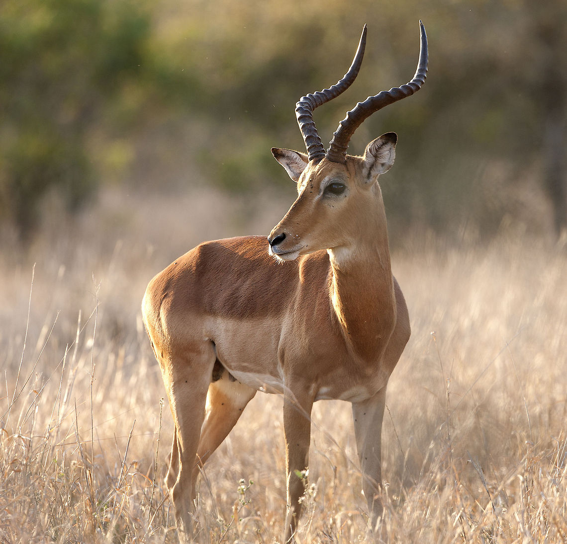 The Boss  Early morning light an Impala Buck watches his girls! All day he his herding the girls and keeping other males away.  Aepyceros melampus,Geotagged,Impala,South Africa