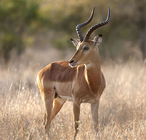 The Boss  Early morning light an Impala Buck watches his girls! All day he his herding the girls and keeping other males away.  Aepyceros melampus,Geotagged,Impala,South Africa