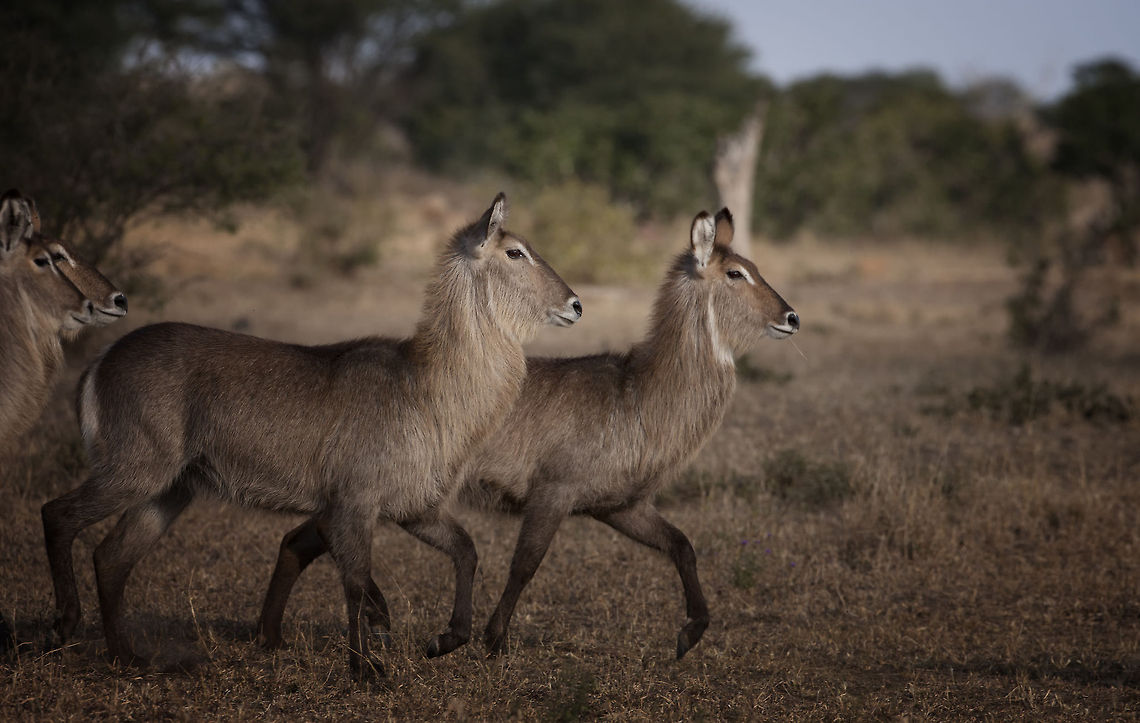 Step Forward  Geotagged,Kobus ellipsiprymnus,South Africa,Waterbuck