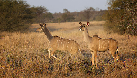 Faint Stripes  Geotagged,Nyala,Nyala angasii,South Africa