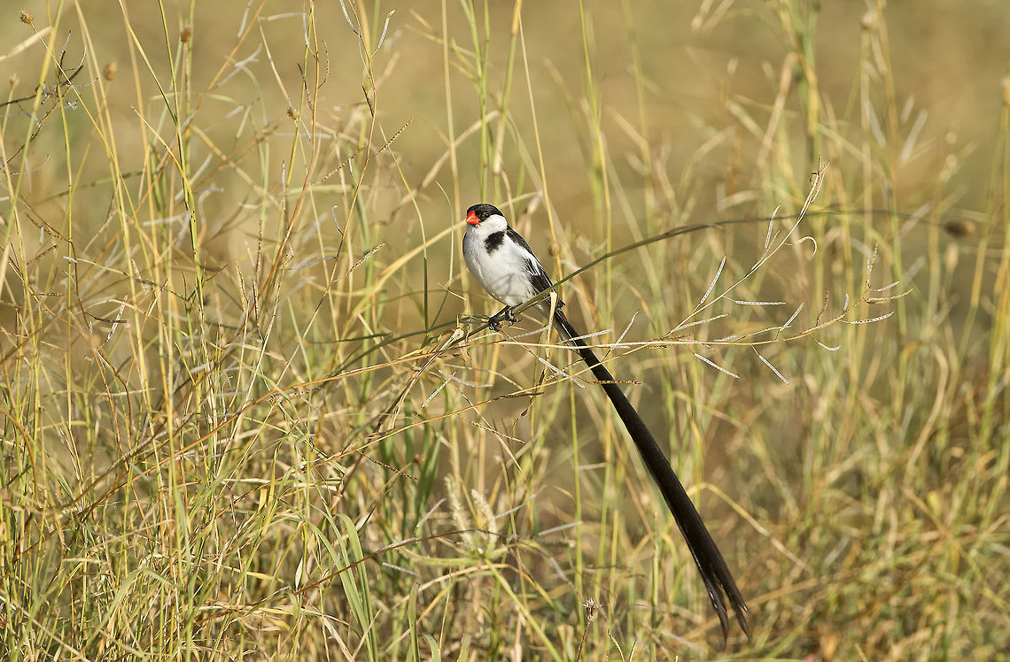A tail  Birds,Geotagged,Pin-tailed Whydah,Tanzania,Vidua macroura