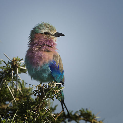 Colour of Africa  Birds,Coracias caudatus,Geotagged,Lilac-breasted Roller,South Africa