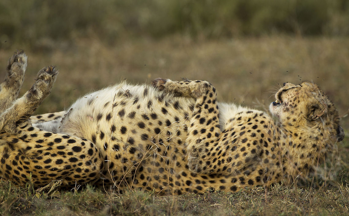 Belly Full   Acinonyx jubatus,Cheetah