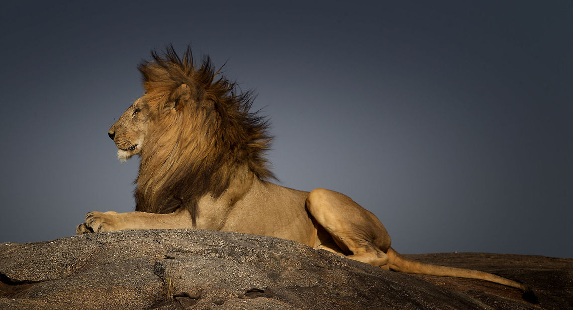 Majestic   Geotagged,Lion,Panthera leo,Tanzania