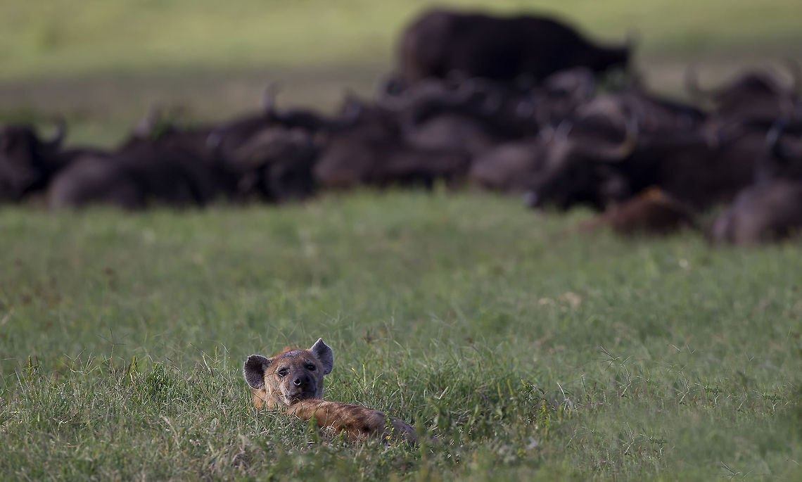 Wishful Thinking  Crocuta crocuta,Geotagged,Spotted Hyena,Tanzania